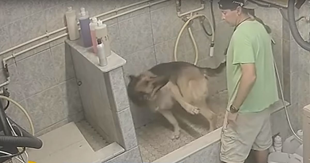 toiletteur violenter chien