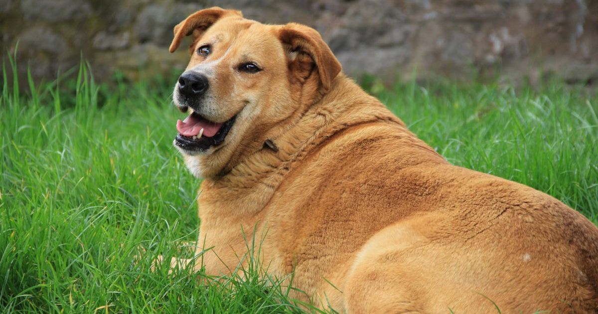 obésité chien