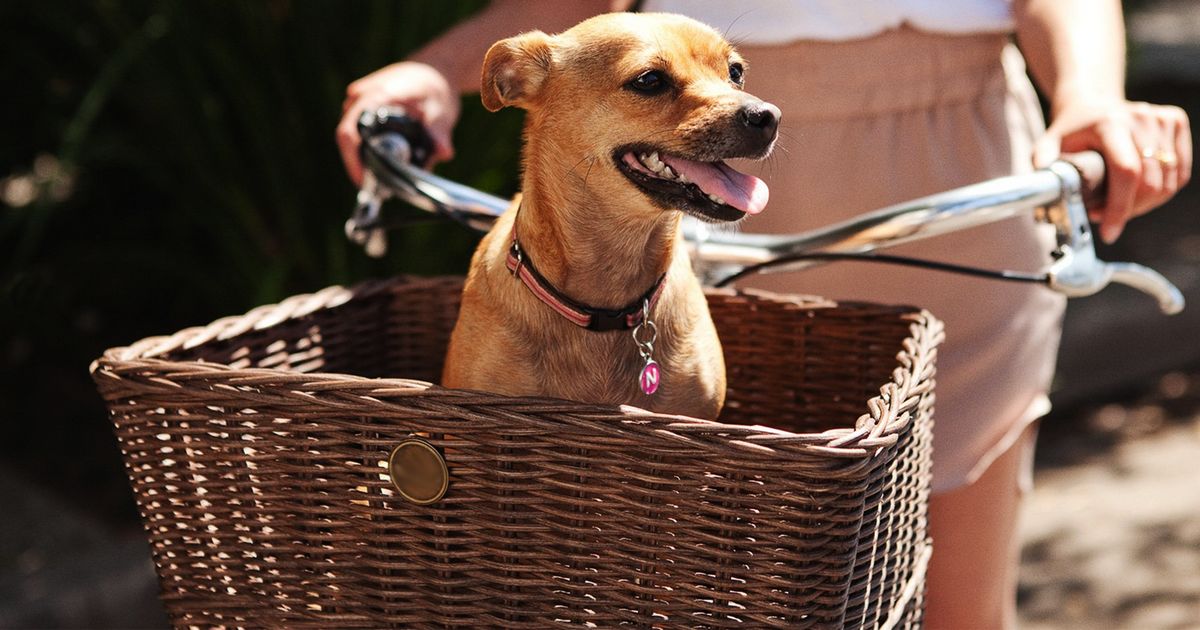 Melbourne Hacia peso Panier pour chien : types, avantages, modèles et prix
