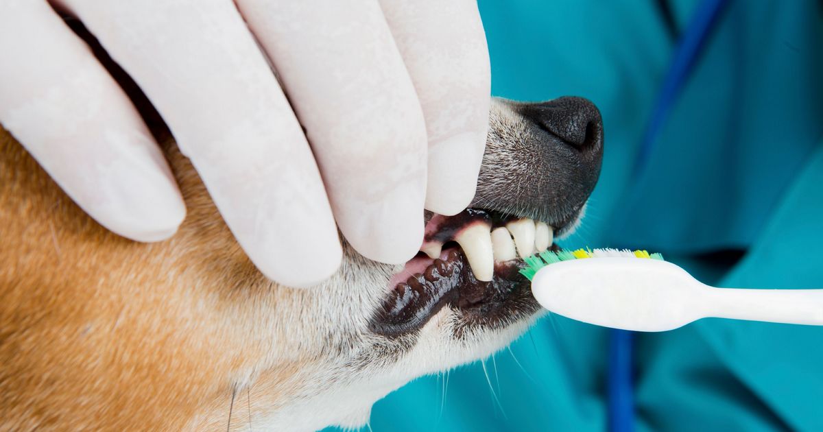 brosser dents chien