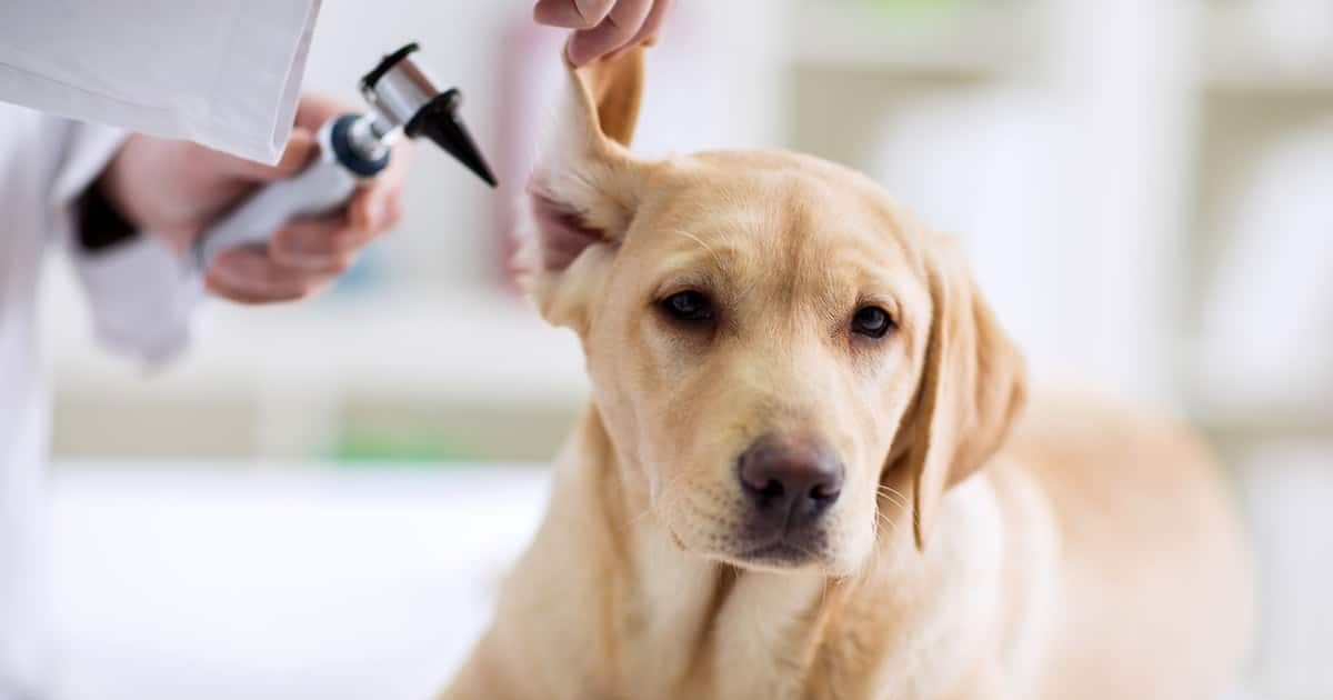 Comment nettoyer les oreilles d'un chien ?