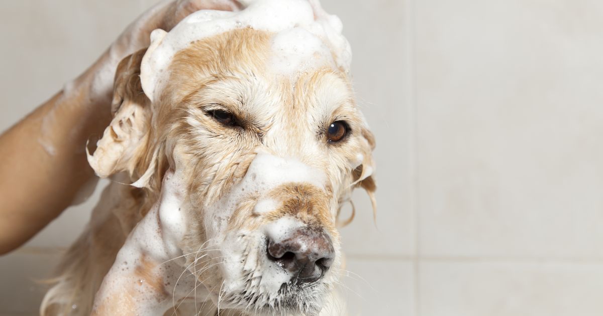shampooing chien