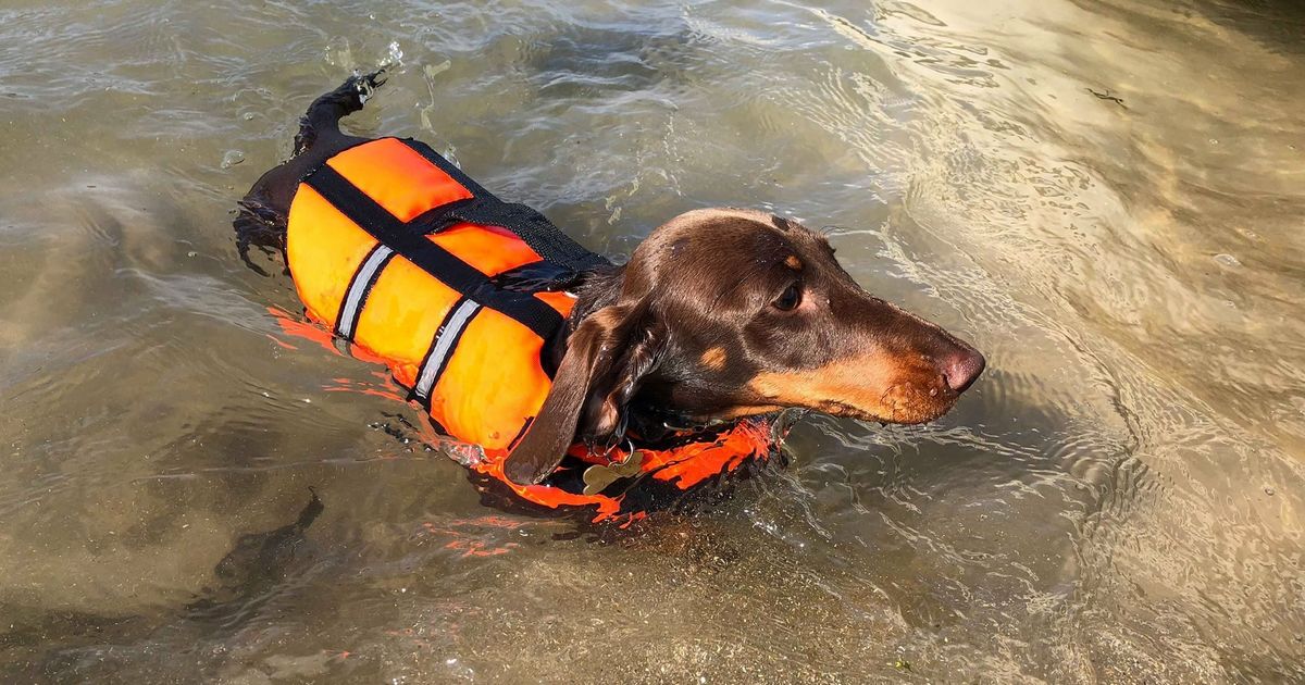 gilet de nage pour chien