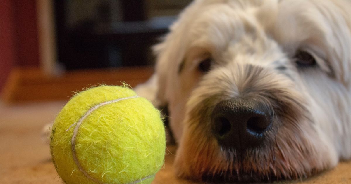 balles tennis chien