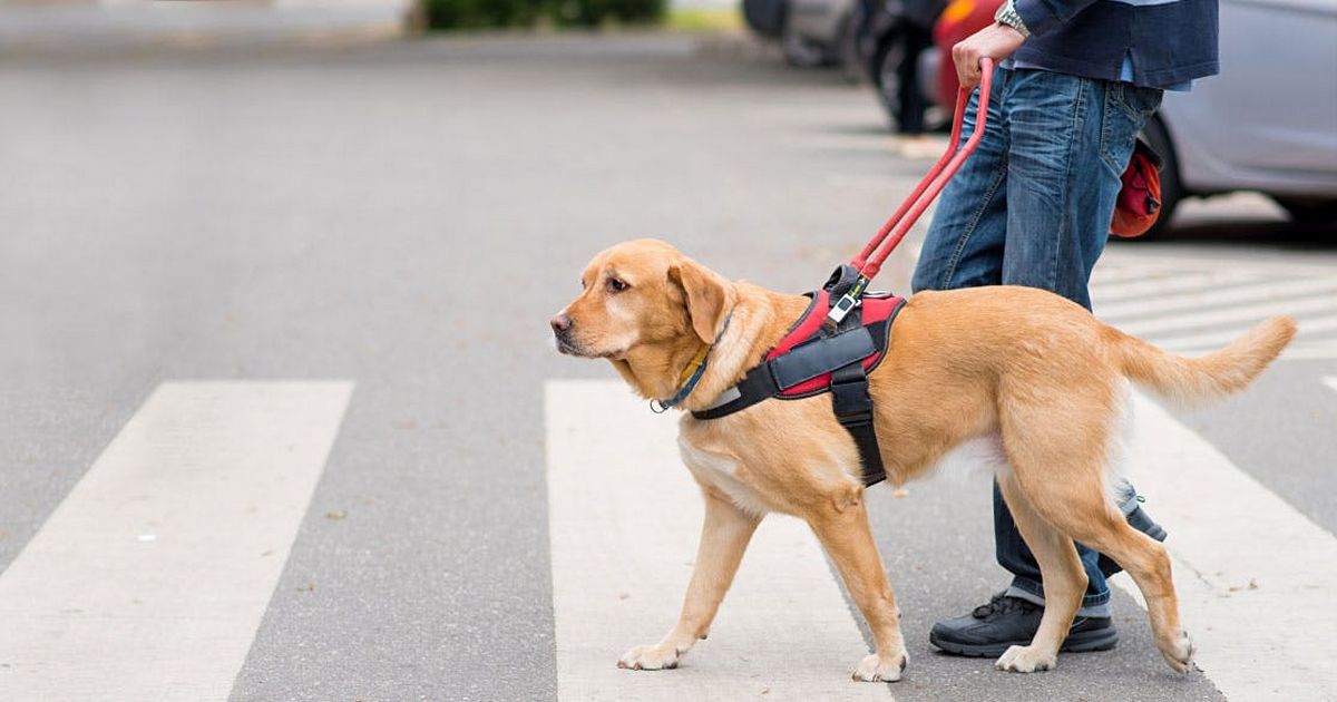 chien guide aveugle