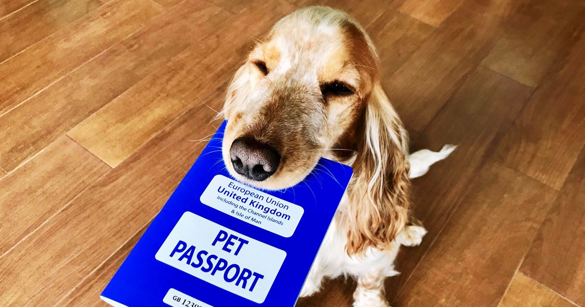 passeport chien