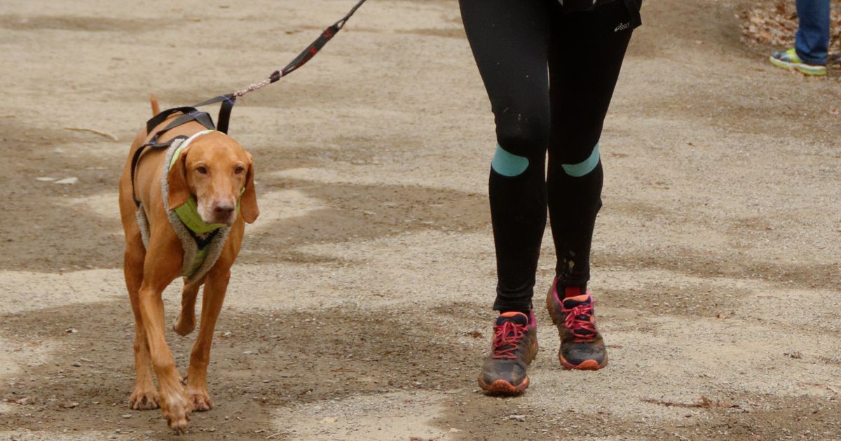 races chiens canicross