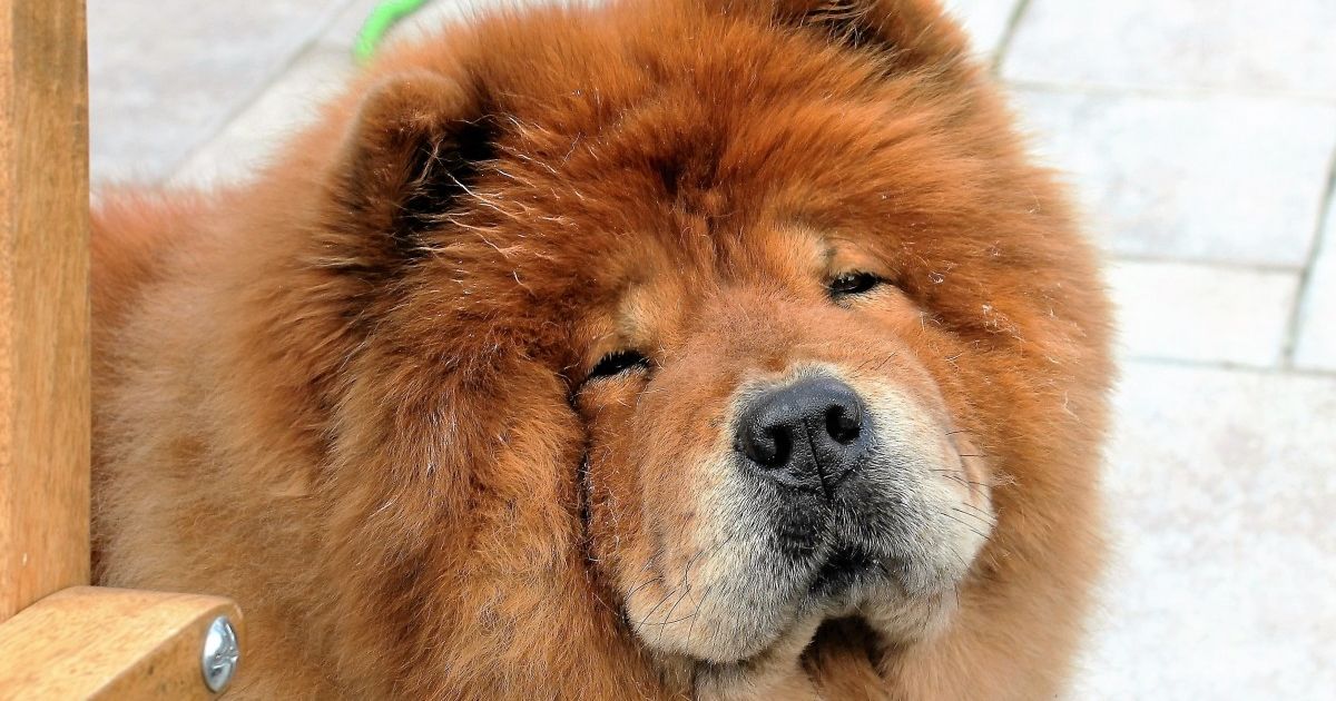 Top 15 des plus belles races de chiens