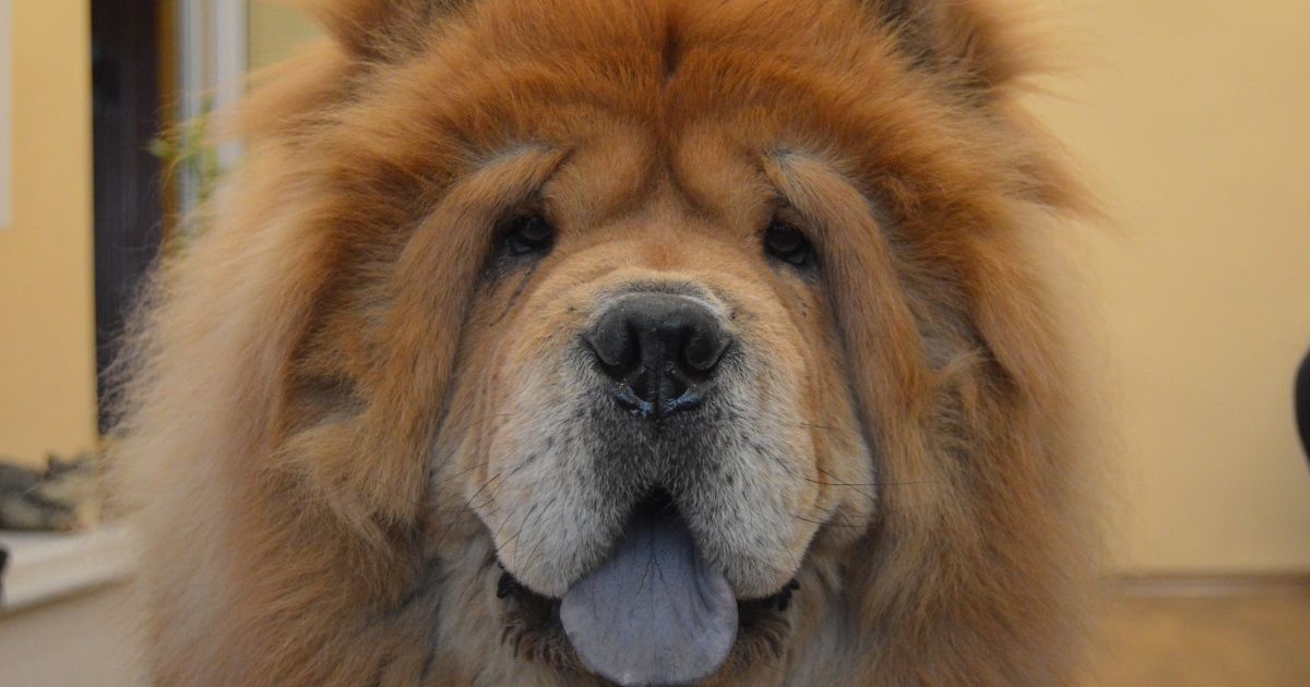 Mastiff tibétain