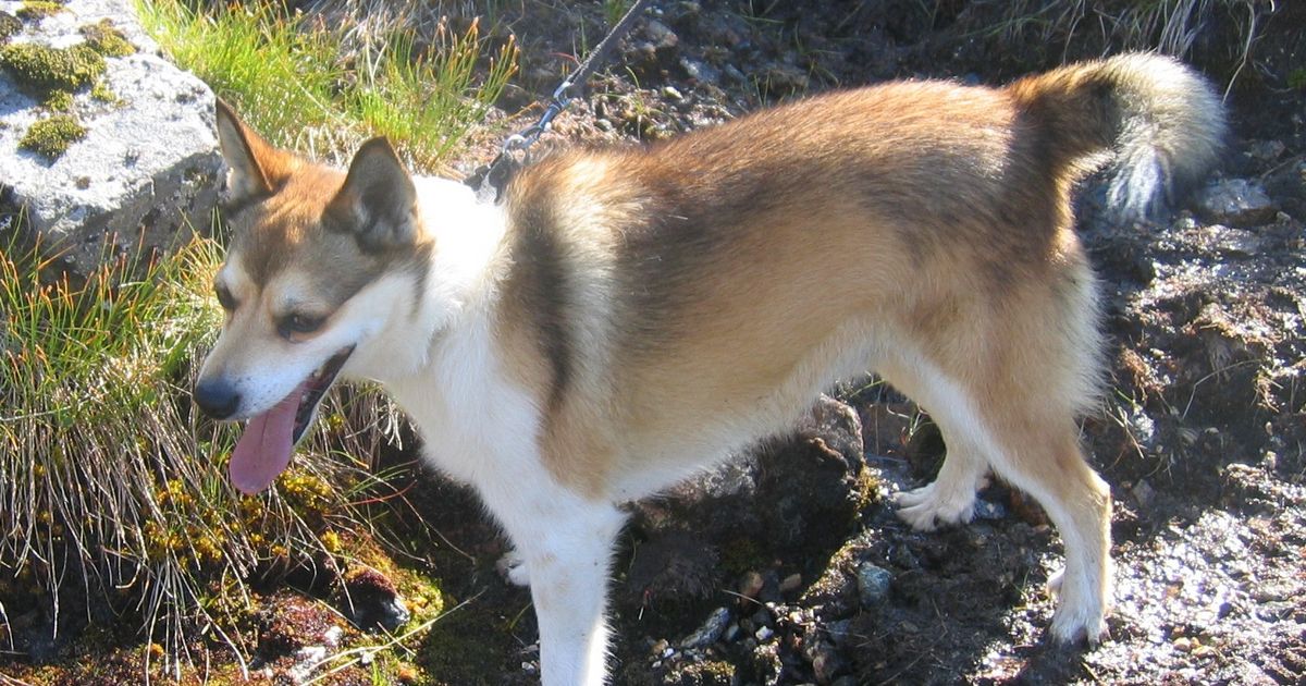 Le chien norvégien de macareux