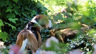 Harnais beagle