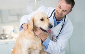 Entreprises vétérinaires : comment fidéliser ses clients ?