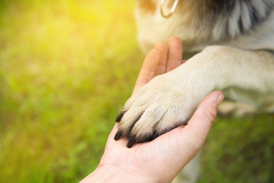 Assurance chien - Trouvez la couverture adéquate pour votre animal