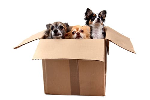 Comment bien choisir une box à offrir à son chien ?